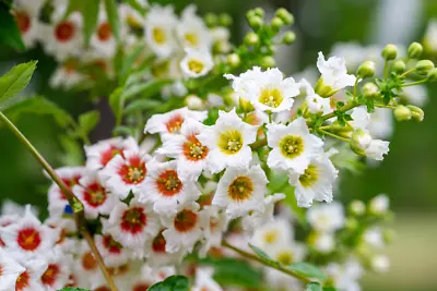 YELLOWHORN TREE Xanthoceras Sorbifolium White Yellow Red  Flower 5 Seeds • $4.50