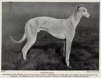 Greyhound  Pentonville  - 1934 Vintage Dog Art  Photo  Print - CUSTOM MATTED • $15