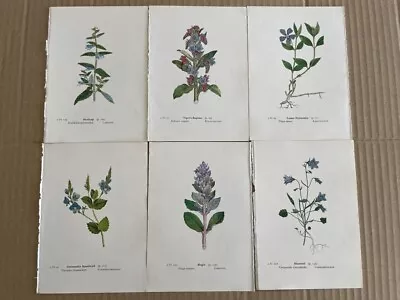 £3 • Buy 6 Antique Vintage Botanical Prints By Edward Step C1963. Book Plates. Flowers.