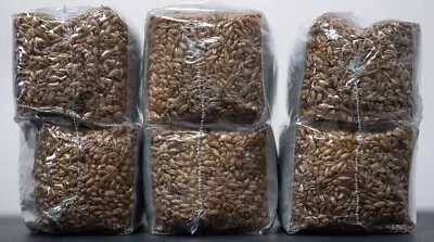 Mycology Grain Kit  2 POUNDS OF STERILIZED RYE GRAIN  Mushroom Grow Kit • $30