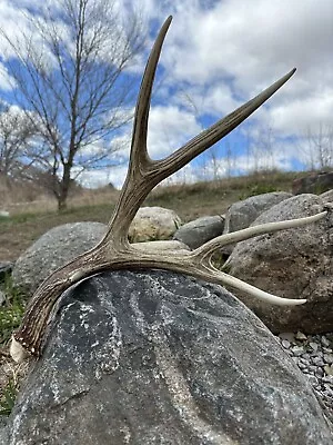 Mule Deer Shed  Antlers • $109