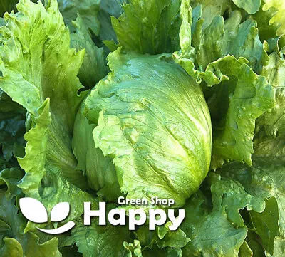 Vegetable - Iceberg Lettuce - Great Lakes 118 - 1000 Seeds   • £1.99