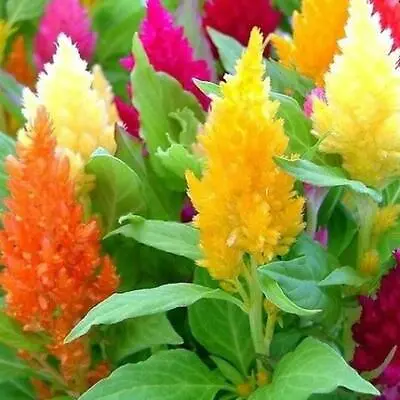 Celosia MIXED PAMPAS PLUME Striking Colors Cut & Dried Flowers Non-GMO 400 SEEDS • $3.98