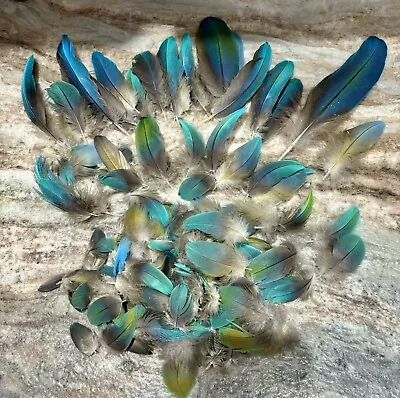 Catalina Macaw & Blue And Gold Parrot Feathers • $35