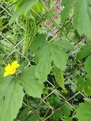 10+ Green Skin Bitter Melon Seeds | Bitter Gourd Seeds | Ku Gua |Asian Vegetable • $2.99