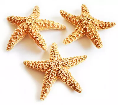 3 Sugar Starfish 5-6  Beach Wedding Decor Nautical Crafts Coastal Art Display • $17.99