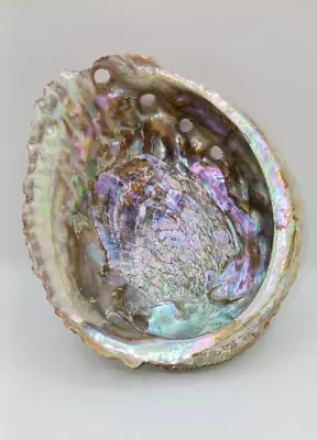5.5 Inch Natural Red Abalone Shell • $14.99