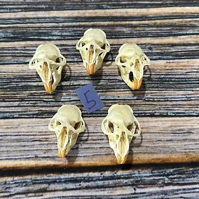 5 Lot Of Muskrat Skulls Animal Mount Craft Unique Art Odd Collection Man Cave • $55