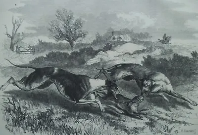 Coursing Print The Kill By H Sarcens - Original Antique Print  1881 • £14