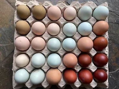 12+ Fertile Chicken Hatching Eggs Rainbow Mix Black Copper Maran Easter Egger • $35.90