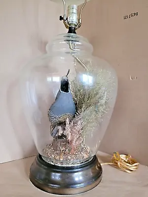 Vintage 1950s 1960s Single Quail Taxidermy Lamp Working No Shade Very Rare • $400