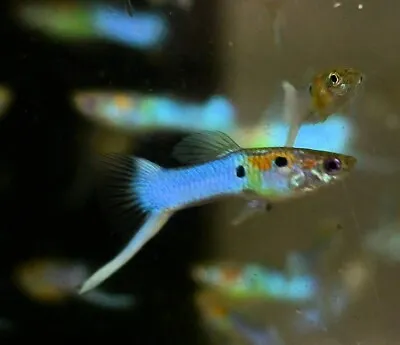Japanese Blue Fancy Guppies Trio One Male Two Females • $25