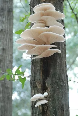 100+ Organic Pearl Oyster Gourmet Mushroom Plugs For Log Inoculation US Seller!! • $15