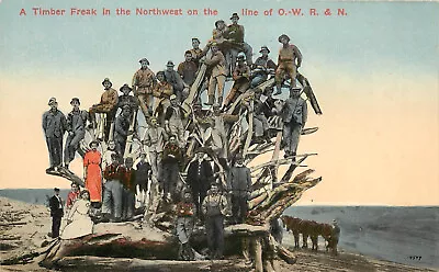 Postcard About 50 People On A Timber Freak On The O.W.R.& N. Railroad Root Ball • $16.09