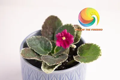 African Violet Plant-  Cajun's Heart And Soul  Standard Variegated Grown In USA • $15.40