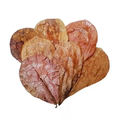 Large Premium Thai Indian Almond Leaves 12 Pack - Imported By Nats Fish • $8.99