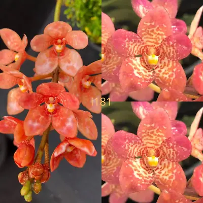 $12.50 • Buy Sarcochilus Orchid Seedling I181 Sarcochilus (Kulnura Chic 'Apricot Glow' X Kuln