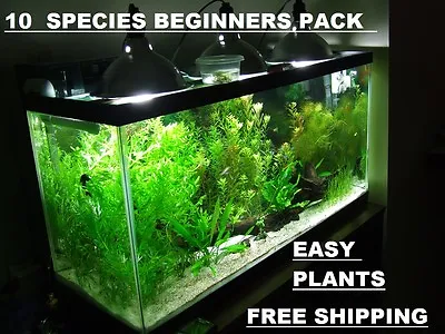 10 DIFERENT SPECIES 50+ Stems FULL 30g Planted Tank Easy Beginner Aquarium • $29.99