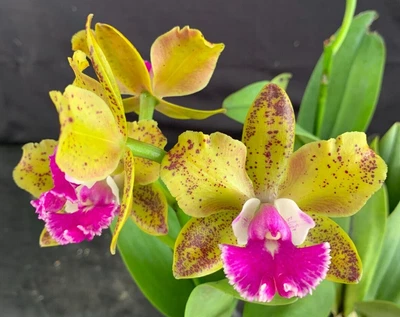 $42 • Buy RON Cattleya Orchid Special Quality Div Ctt. Memoria Evelyn Paquette 'Emerald'
