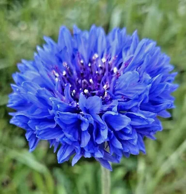 Blue Tall Bachelor Button Seeds | Cornflower Cyanus Edible Corn Flower Seed 2024 • £3.17