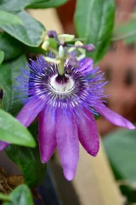 Passiflora Lavender Lady|9cm Potted Plant | Climber • £7.49