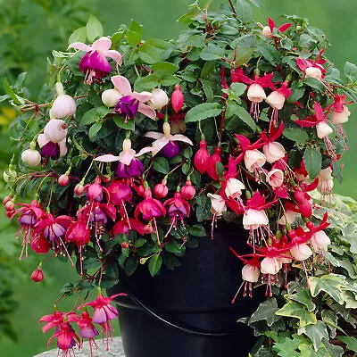 3 X Fuchsia Garden Ready Plants Collection | Hardy Outdoor Shrubs Potted Mix • £13.99