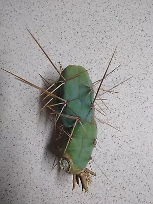 Penis Cactus Cutting Trich Bridgesii Monstrose TBM • $30