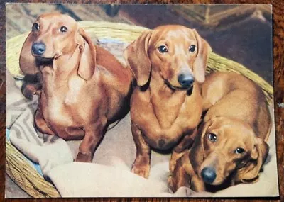 German Dogs Postcard 1974 - Short-haired Dachshund • £2.60