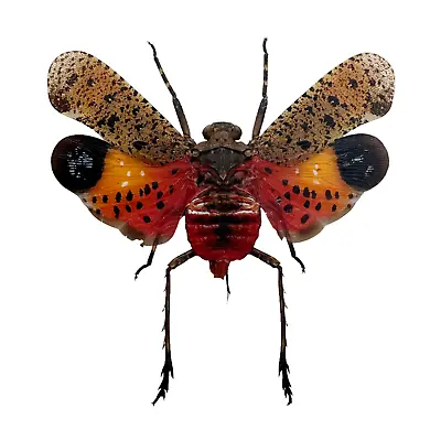 £5.99 • Buy Orange Lantern Fly (Penthicodes Pulchella) Bug Insect Specimen Indonesia