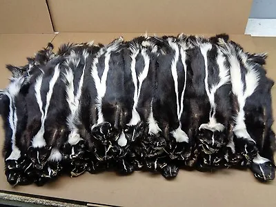 $45.95 • Buy Professionally Prime Large #1 Tanned Striped Skunk Hide/fur/gag Gift/Prank