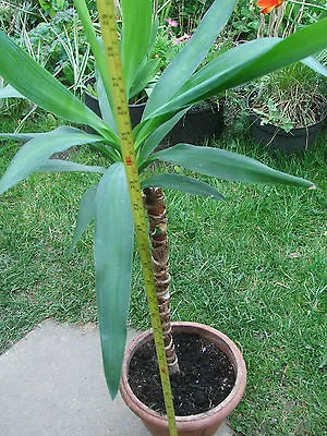 YUCCA PALM YUCCA GUATEMALENSIS Mature Evergreen House Plant Conservatory Plant   • £29.99