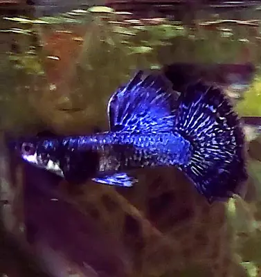 $40 • Buy Superior Purple Dragon Guppy Pair
