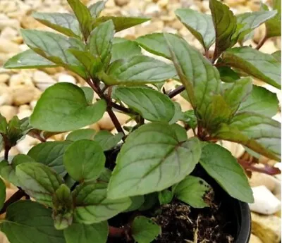 Black Pepper Mint Very Aromatic Herb  Plant 9cm Pots • £6