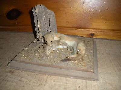 Vintage ERMINE And Mouse Taxidermy Mount / RARE • $150