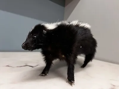 $295 • Buy New Fluffy SKUNK Taxidermy Mount-No Reserve Price
