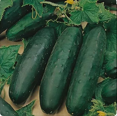 6x Cucumber Plug Plant ‘Marketmore’ • £10.99
