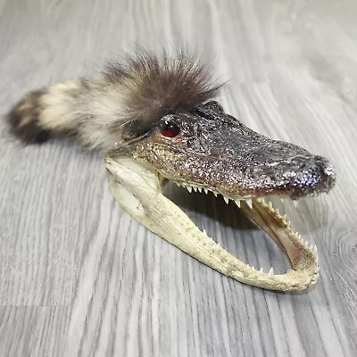 Alligator Head With Raccoon Tail Mohawk  #4943 • $24