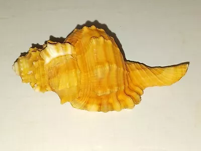 Vibrant Orange Cymatium Pyrum Seashell • $10