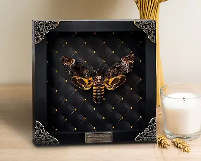 Real Vintage Death Head Moth Insect Framed Butterflies Bugs Taxidermy Beetle • $79