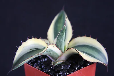 Agave Lophantha Quadricolor Variegated Exotic Rare Succulent Plant Cactus 2  Pot • $14.99