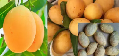 10x Maprang/Marian Plum Mango (Bouea Macrophylla) Gandaria Kundang Seeds • $8.82