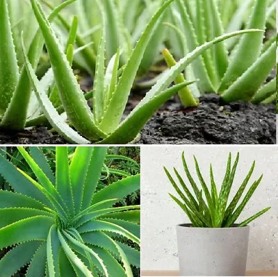 Aloe Vera | 15+ Seeds | Medicinal | House Plant | Same Day Dispatch • £3.99