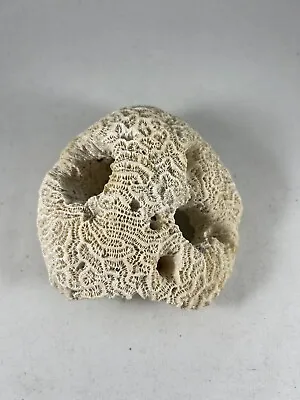 $20 • Buy Natural Piece Of Sea Coral Off White From Thailand Approx. 5  Long - Brain Coral