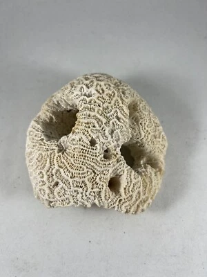 $20 • Buy Natural Piece Of Sea Coral Off White From Thailand Approx. 5  Long - Brain Coral