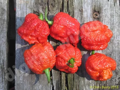 Red Moruga Scorpion Organic Pepper 25+ Seeds - Harvested 2022 • $3.49