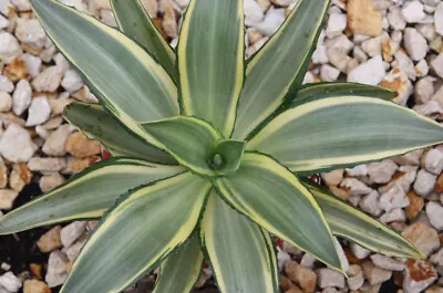 Agave Joe Hoak Beautiful Variegated Leaves With Green And Yellow • $30