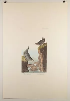 $35 • Buy Audubon Birds Of America Plate 435-Columbian Water Ouzel Amsterdam Edition