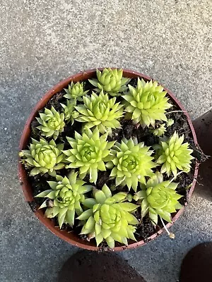 Hardy Alpine Sempervivum Jovibarba ‘Emerald Joy’  12 X Baby Plants • £3.45