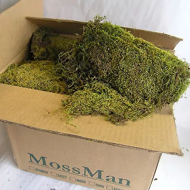 Floral Sheet Moss - Emerald Green - 1.5 Cubic Feet • $86.24