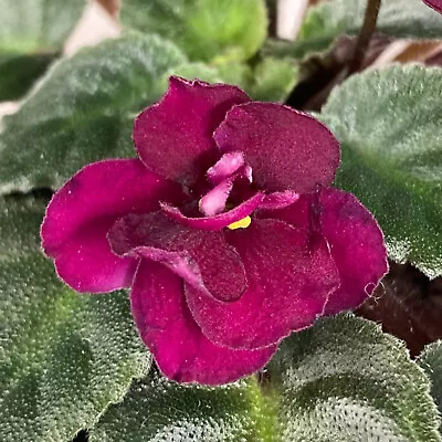 African Violet Plant * JOLLY FIREBALL * Semi Miniature H. Pittman Heat Pack • $8.50